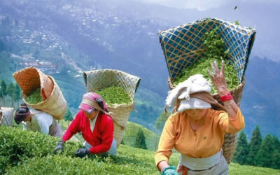 Darjeeling7 days / 6 nights