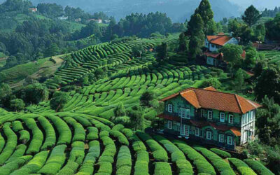 OOTY4 days / 3 nights